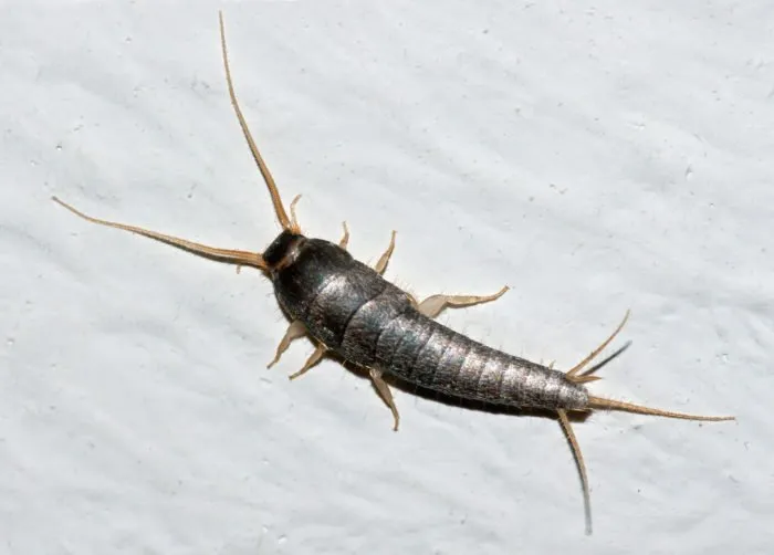 St. Cloud Florida Pest Control