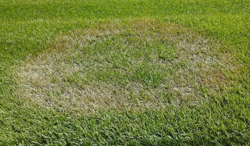 Brown Patch Fungus Central Florida