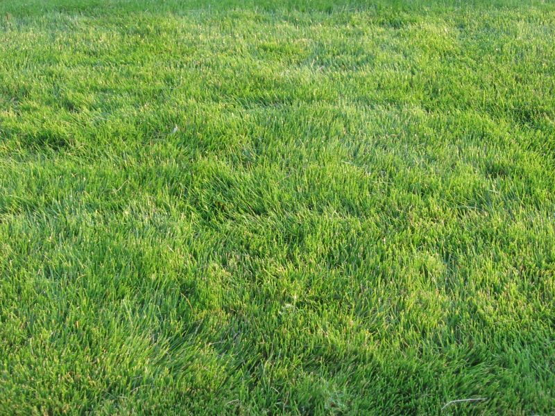 Central Florida Grass Types