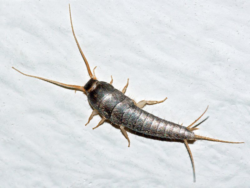 Central Florida Pest Control 2021