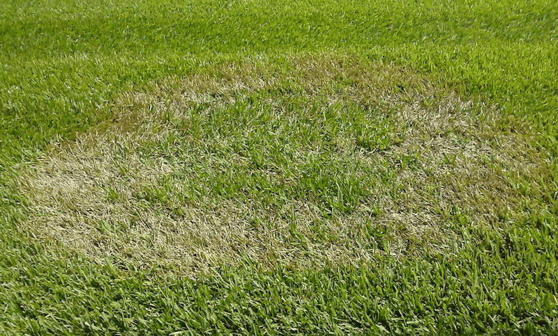 2021 Brown Patch Fungus