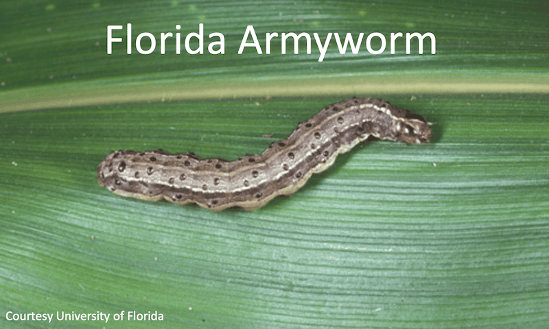 Prevent Florida Chinch Bugs