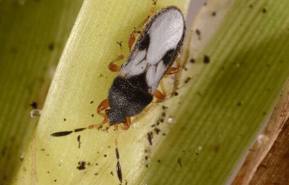 Prevent Florida Chinch Bugs