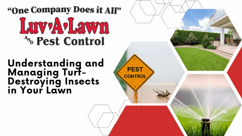 Essential Care Tips for Trees, Shrubs, and Pest Management