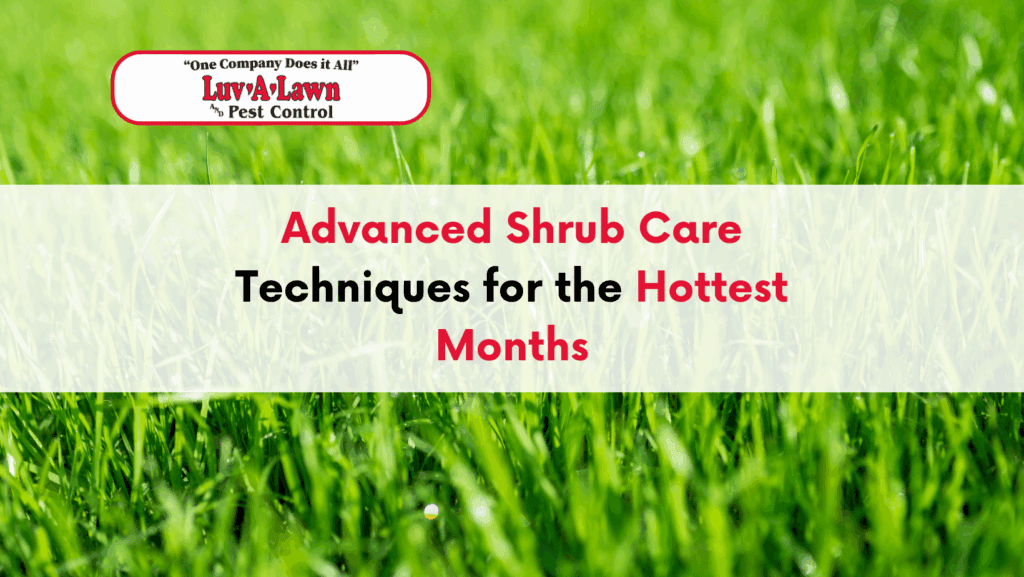 Shrub care