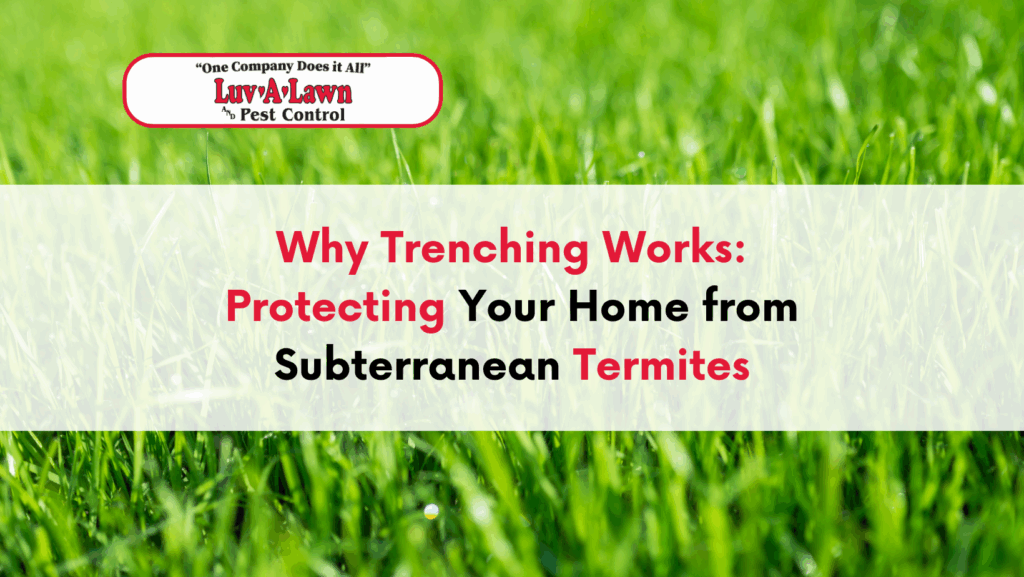 Why Trenching Works: Protecting Your Home from Subterranean Termites