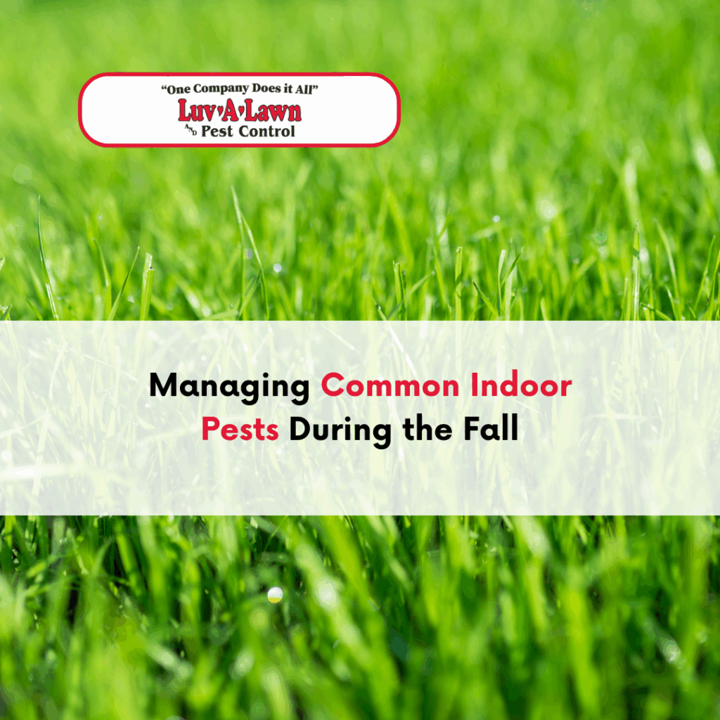 Managing Common Indoor Pests During the Fall