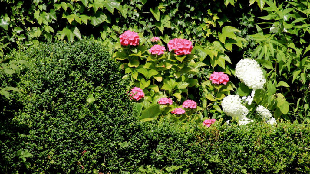 Close-up of a shrub with insect infestation