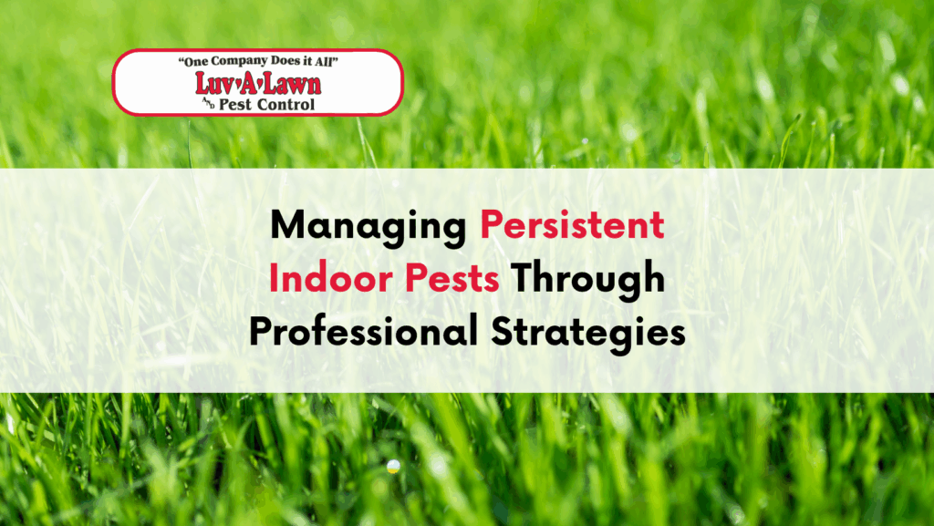 Managing Persistent Indoor Pests Through Professional Strategies