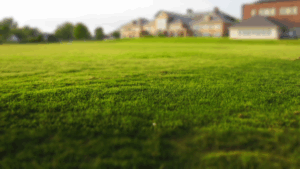 This image shows a healthy lawn, a testament to proper irrigation practices. Learn more about common irrigation issues and how to avoid them in our blog post.