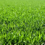 All You Need to Know About Dethatching Your Lawn