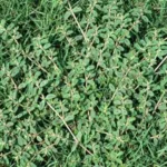 Best Tips for Using Crabgrass Preventer In Florida 