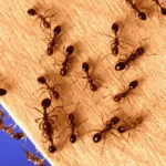 How to Get Rid of Ants? Take These Essential Actions
