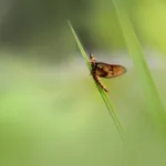 The Look, Lifespan & Danger of Mayflies